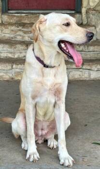Great Pyrenees and Labrador Retriever Dogs Available for Adoption in Joshua, Texas - Peppa | PetCurious