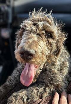 Standard Poodle Dogs Available for Adoption in Seattle, Washington - Bijou | PetCurious