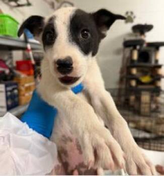 Brocolli -  Mixed Breed Dog for Adoption in West Chester, Pennsylvania - Brocolli | PetCurious