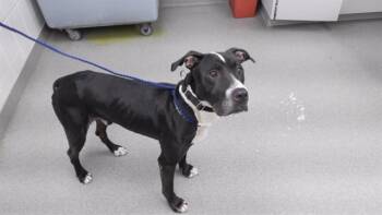 Rescue Boxer and Mixed Breed Dogs for Adoption in Omaha, Nebraska - CRISTOBAL | PetCurious