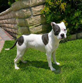 Harley -  American Bully Dog for Adoption in Las Vegas, Nevada - Harley | PetCurious