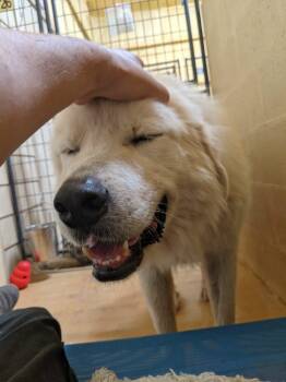 Rescue Great Pyrenees Dogs for Adoption in Marble Falls, Texas - Thor | PetCurious