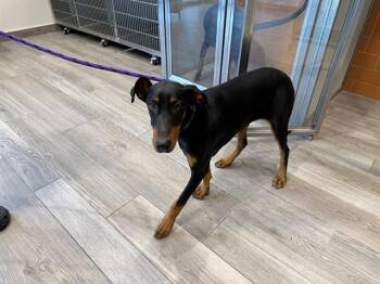 Doberman Pinscher Dogs Available for Adoption in Rowlett, Texas - CREAM | PetCurious