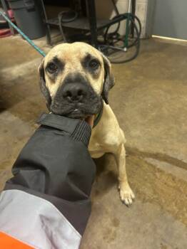 Rescue Black Mouth Cur Dogs for Adoption in Hot Springs, Arkansas - Big Mac | PetCurious