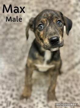 Rescue Mountain Cur Dogs for Adoption in Manchester, Connecticut - Max | PetCurious