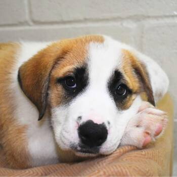 Mixed Breed Dogs Available for Adoption in St. Petersburg, Florida - Chandler | PetCurious