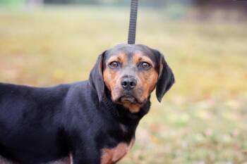 Luna -  Beagle Dog for Adoption in Monticello, Minnesota - Luna | PetCurious