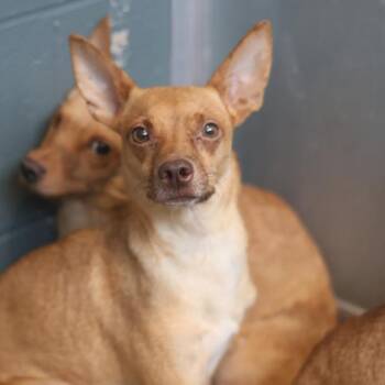 A813439 -  Chihuahua Dog for Adoption in San Antonio, Texas - A813439 | PetCurious