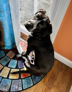 Jackson -  Labrador Retriever and Hound Dog for Adoption in Greenlawn, New York - Jackson | PetCurious
