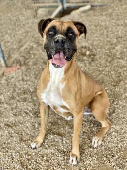 Boxer Dogs Available for Adoption in Hewitt, Texas - Reilly | PetCurious