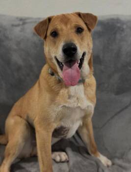 Retriever and Shar Pei Dogs Available for Adoption - Orbit | PetCurious