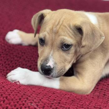 American Staffordshire Terrier and Pit Bull Terrier Dogs Available for Adoption - Kyro | PetCurious