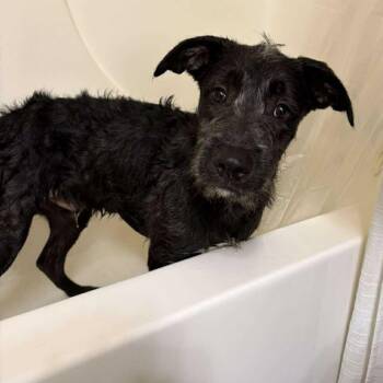 Rescue German Shorthaired Pointer Dogs for Adoption in Grand Forks, North Dakota - Ozzy | PetCurious