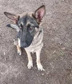 Rescue German Shepherd Dog Dogs for Adoption in Kankakee, Illinois - Dodger | PetCurious