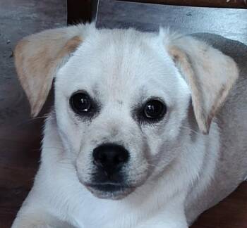 Puggle Dogs Available for Adoption - Conroe | PetCurious