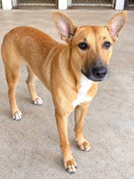 Cami -  Shepherd and Australian Kelpie Dog for Adoption in St. Augustine, Florida - Cami | PetCurious