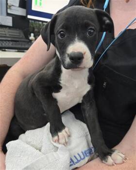 Rescue Mixed Breed Dogs for Adoption in Dallas, Texas - CUTIE PATOOTIE | PetCurious