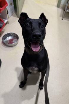 Gilby -  Doberman Pinscher Dog for Adoption in Sebring, Florida - Gilby | PetCurious