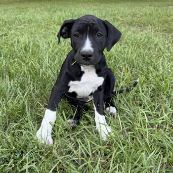 Angie -  Pit Bull Terrier and American Bulldog Dog for Adoption in Groveland, Florida - Angie | PetCurious