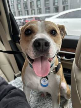 Rescue Chihuahua and American Bulldog Dogs for Adoption in Saugus, Massachusetts - Tiny Merv | PetCurious