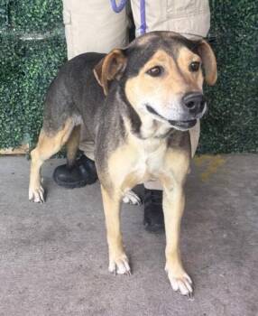 Shepherd and Mixed Breed Dogs Available for Adoption in El Paso, Texas - 61058111 | PetCurious
