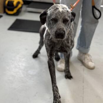 Australian Cattle Dog Blue Heeler and Great Pyrenees Dogs Available for Adoption - Hank | PetCurious