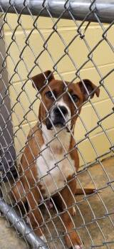 Boomer -  Boxer Dog for Adoption in Marion, Mississippi - Boomer | PetCurious