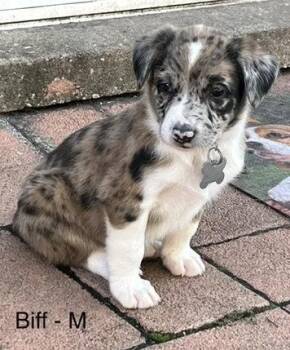 Biff -  Poodle and Australian Shepherd Dog for Adoption in Hillside, Illinois - Biff | PetCurious