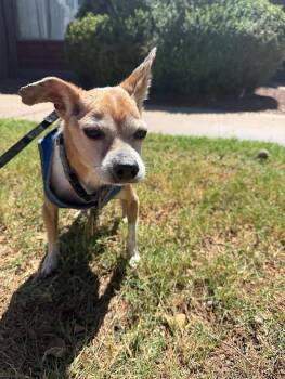 Rescue Chihuahua Dogs for Adoption in Dewey-humboldt, Arizona - Otis | PetCurious