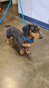 Dachshund Dogs Available for Adoption - Found Stray: Gerald | PetCurious