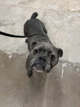 Bulldog Dogs Available for Adoption - Wilma | PetCurious