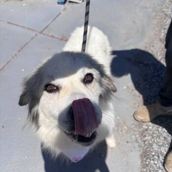 Harmony -  Great Pyrenees Dog for Adoption in Marion, North Carolina - Harmony | PetCurious