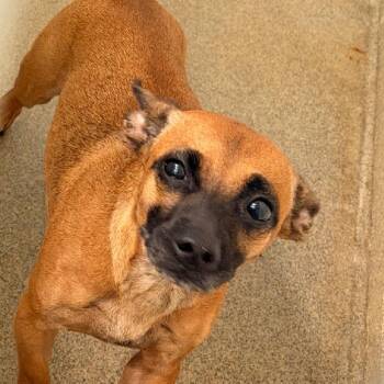Sassy -  Pug Dog for Adoption in Aurora, Illinois - Sassy | PetCurious