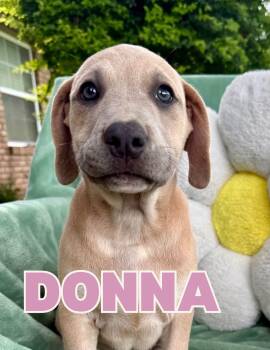 Donna -  Pit Bull Terrier Dog for Adoption in Shalimar, Florida - Donna | PetCurious