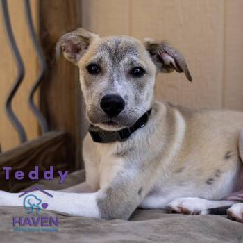 Shepherd and Labrador Retriever Dogs Available for Adoption in Omaha, Nebraska - Teddy | PetCurious