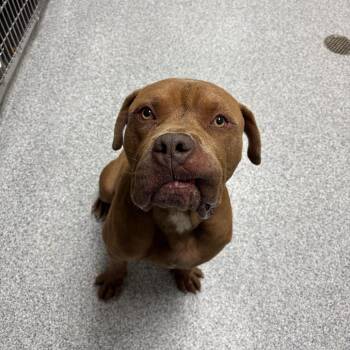 Snail -  American Staffordshire Terrier Dog for Adoption in Grand Rapids, Michigan - Snail | PetCurious