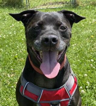 Rescue Black Labrador Retriever and Pit Bull Terrier Dogs for Adoption in Potsdam, New York - Apollo | PetCurious