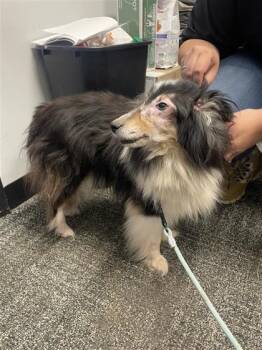 Shetland Sheepdog Sheltie and Mixed Breed Dogs Available for Adoption in West Chester, Pennsylvania - Reagen | PetCurious