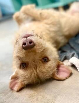 Wheaten Terrier and Labrador Retriever Dogs Available for Adoption - Lady | PetCurious