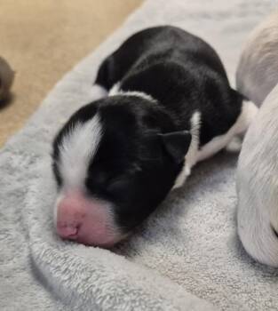 PANDA -  Australian Cattle Dog Blue Heeler and Mixed Breed Dog for Adoption in Loveland, Colorado - PANDA | PetCurious