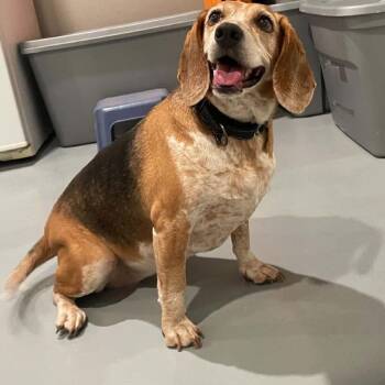 Scooter -  Beagle Dog for Adoption in Chanute, Kansas - Scooter | PetCurious