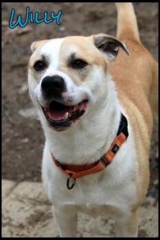 Mixed Breed Dogs Available for Adoption - Willy | PetCurious