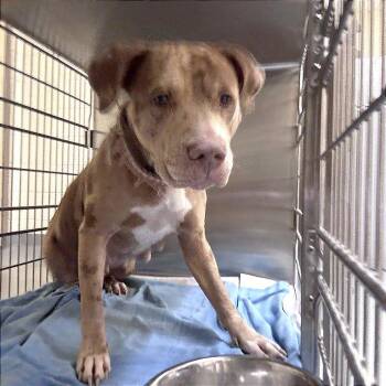 Zion -  Mixed Breed Dog for Adoption in Asheville, North Carolina - Zion | PetCurious