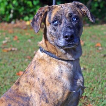 Rescue Catahoula Leopard Dog and Labrador Retriever Dogs for Adoption in Sautee Nacoochee, Georgia - Star | PetCurious