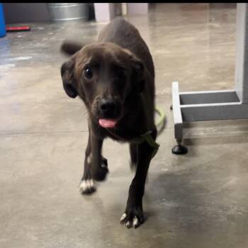 Rex -  Mixed Breed Dog for Adoption in Manhattan, Kansas - Rex | PetCurious