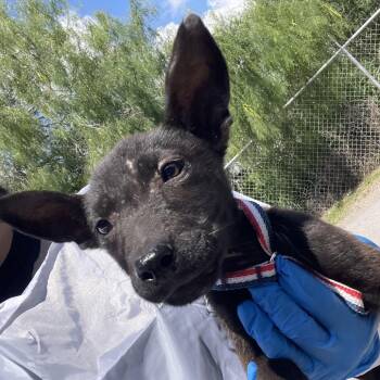 Staffordshire Bull Terrier and Mixed Breed Dogs Available for Adoption in Edinburg, Texas - Marley | PetCurious
