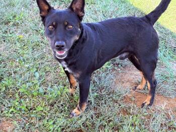 Rescue Cattle Dog Dogs for Adoption in Dickson, Tennessee - Red | PetCurious