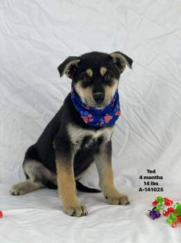 German Shepherd Dog Dogs Available for Adoption - Ted | PetCurious