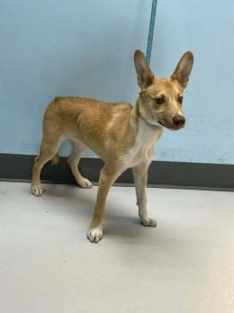 Rescue Mixed Breed Dogs for Adoption in Pryor, Oklahoma - Grant | PetCurious