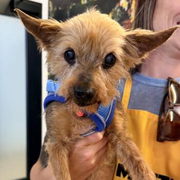 Water Slide 14386 -  Yorkshire Terrier Dog for Adoption in San Francisco, California - Water Slide 14386 | PetCurious